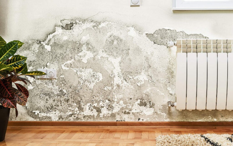What is Rising Damp & How to tackle it