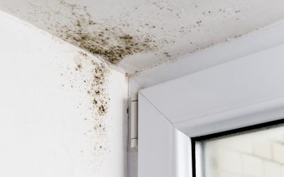 How To Prevent Mould On Walls: A No-Nonsense Guide