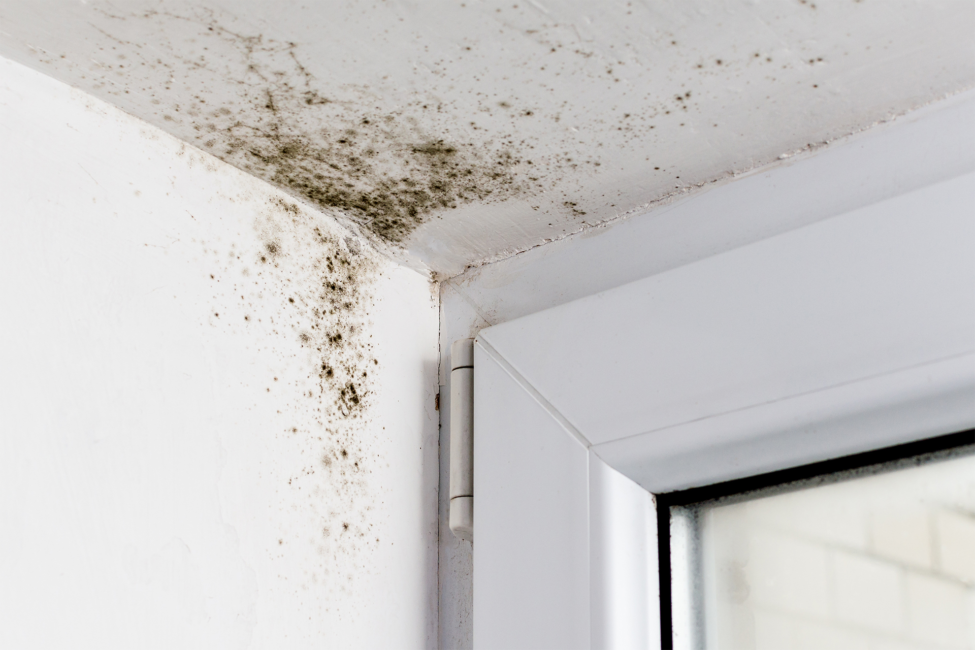 how to prevent mould on walls like this example by a window