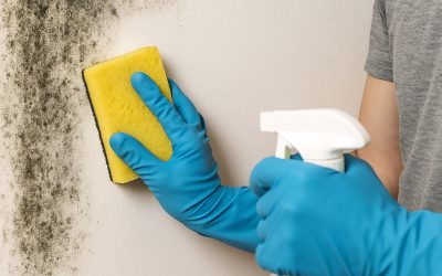 Mildew and Must Begone: How to Remove Mould from Walls Effectively, Plus Steps to Prevent Its Return